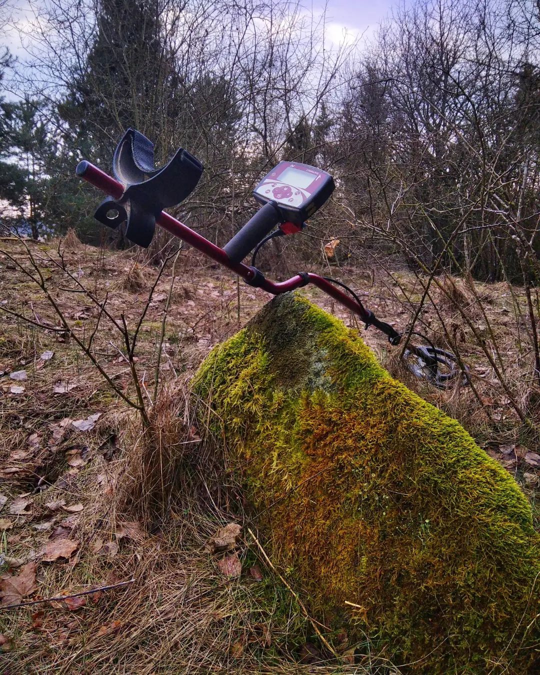 пошук з металошукачем в лісі